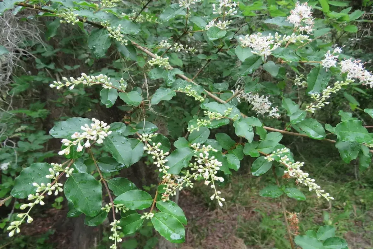 Chinese privet (Ligustrum sinense) dense understory