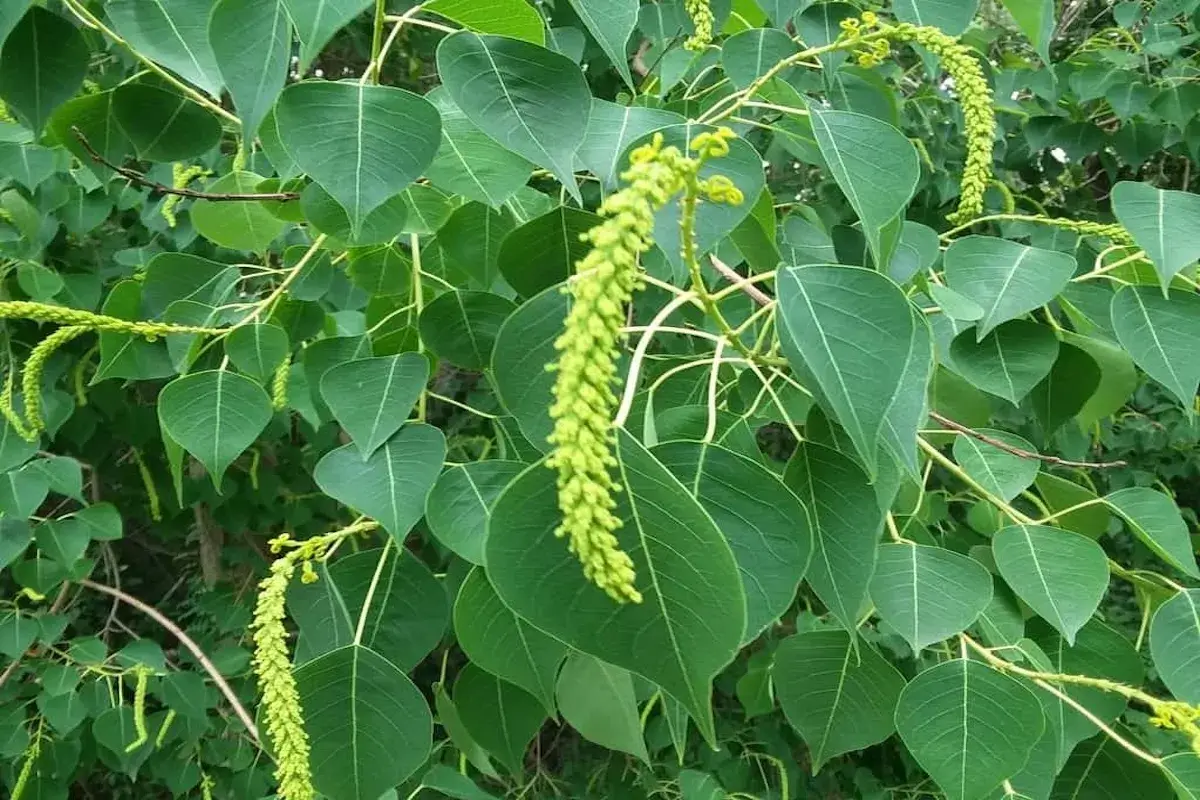 Chinese tallowtree (Triadica sebifera) foliage and form