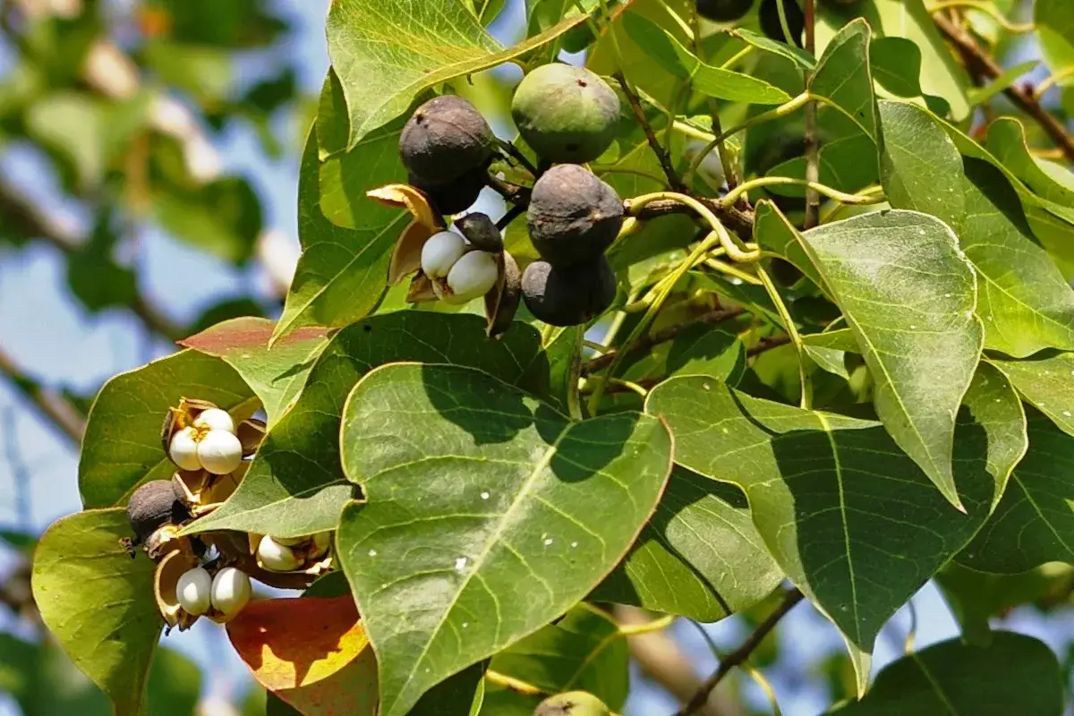 Chinese tallowtree (Triadica sebifera) leaves