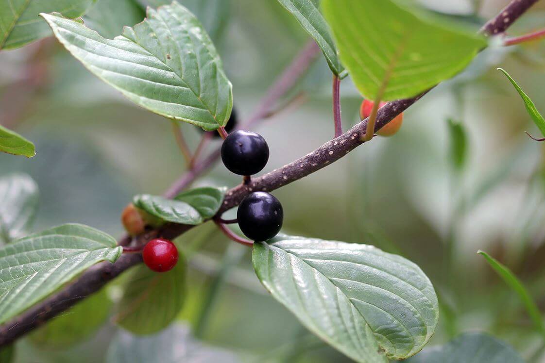 Glossy buckthorn (Frangula alnus) leaves and berries near wetland edge