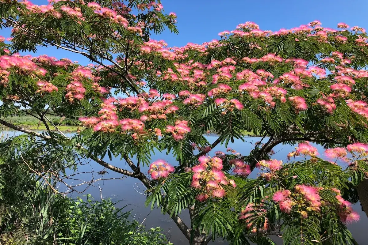 Mimosa or silk tree (Albizia julibrissin) flowers
