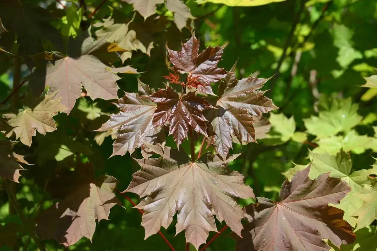 Norway maple (Acer platanoides) leaves