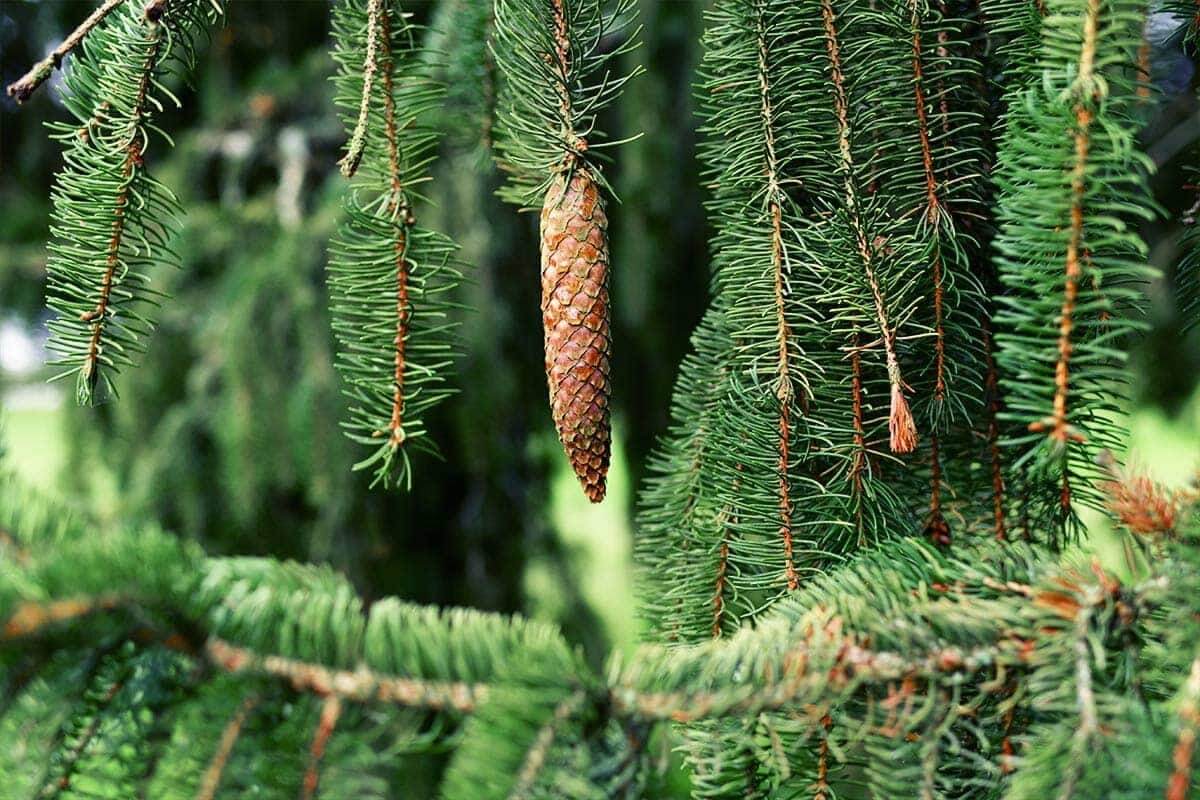 Norway spruce (Picea abies) long cones