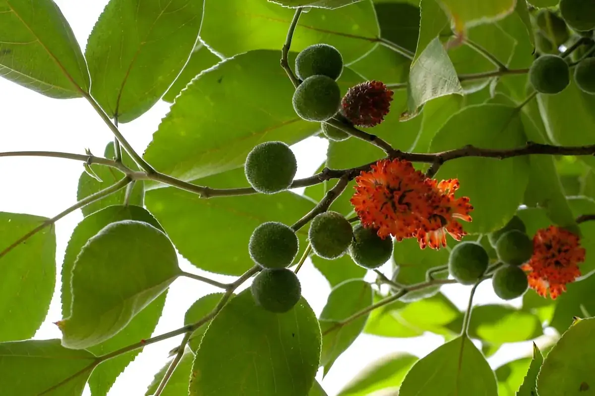 Paper mulberry (Broussonetia papyrifera) leaves