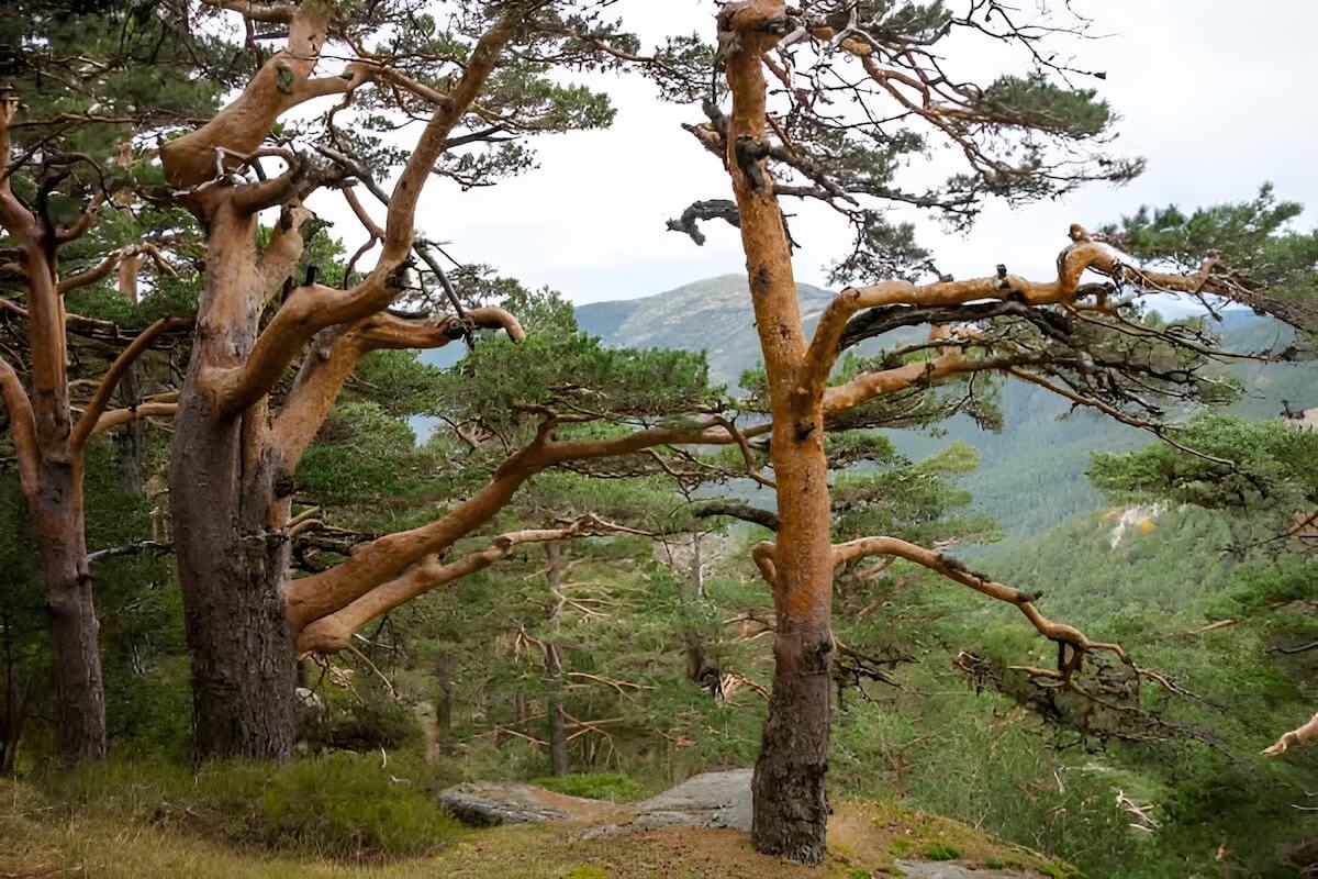 Scots pine (Pinus sylvestris) cones