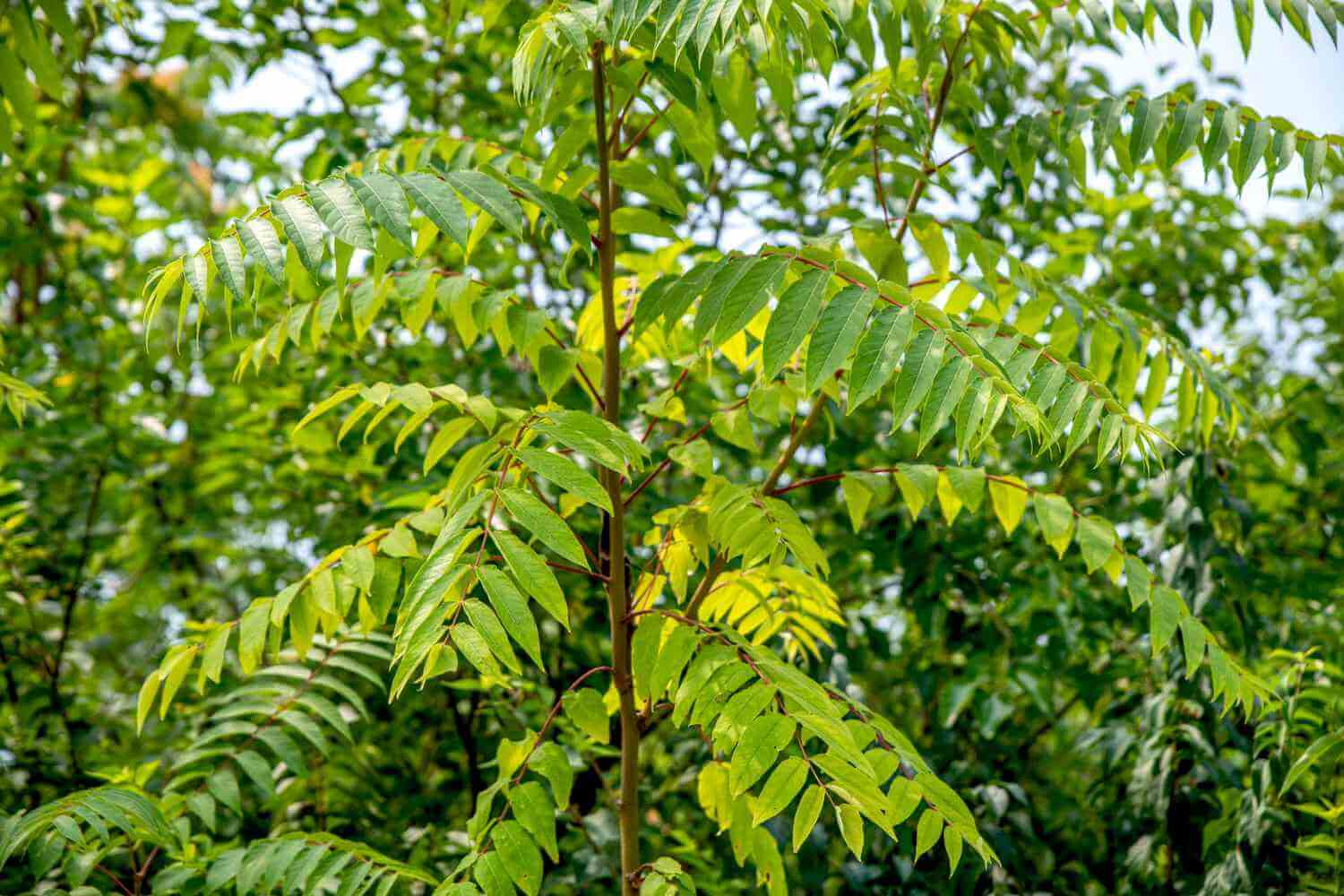 Tree-of-heaven (Ailanthus altissima) compound leaf and smooth gray bark