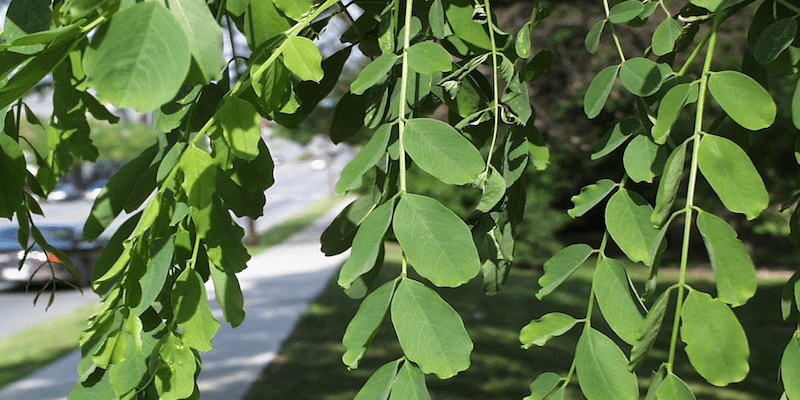 Massachusetts invasive trees in wetlands and coastal habitats