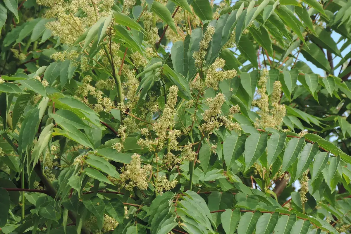 Tree-of-heaven (Ailanthus altissima) leaves and fruit illustration