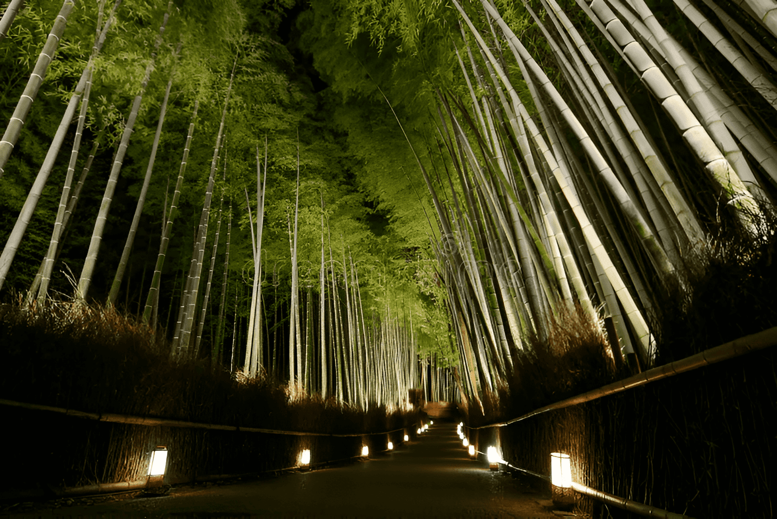 Japanese hanami tree festival with cherry blossoms