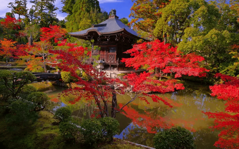 Japanese garden with Japanese maples, stone, and water