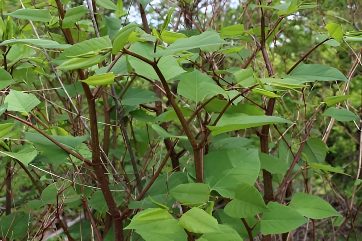 Japanese knotweed growing along a Rhode Island stream or roadside edge