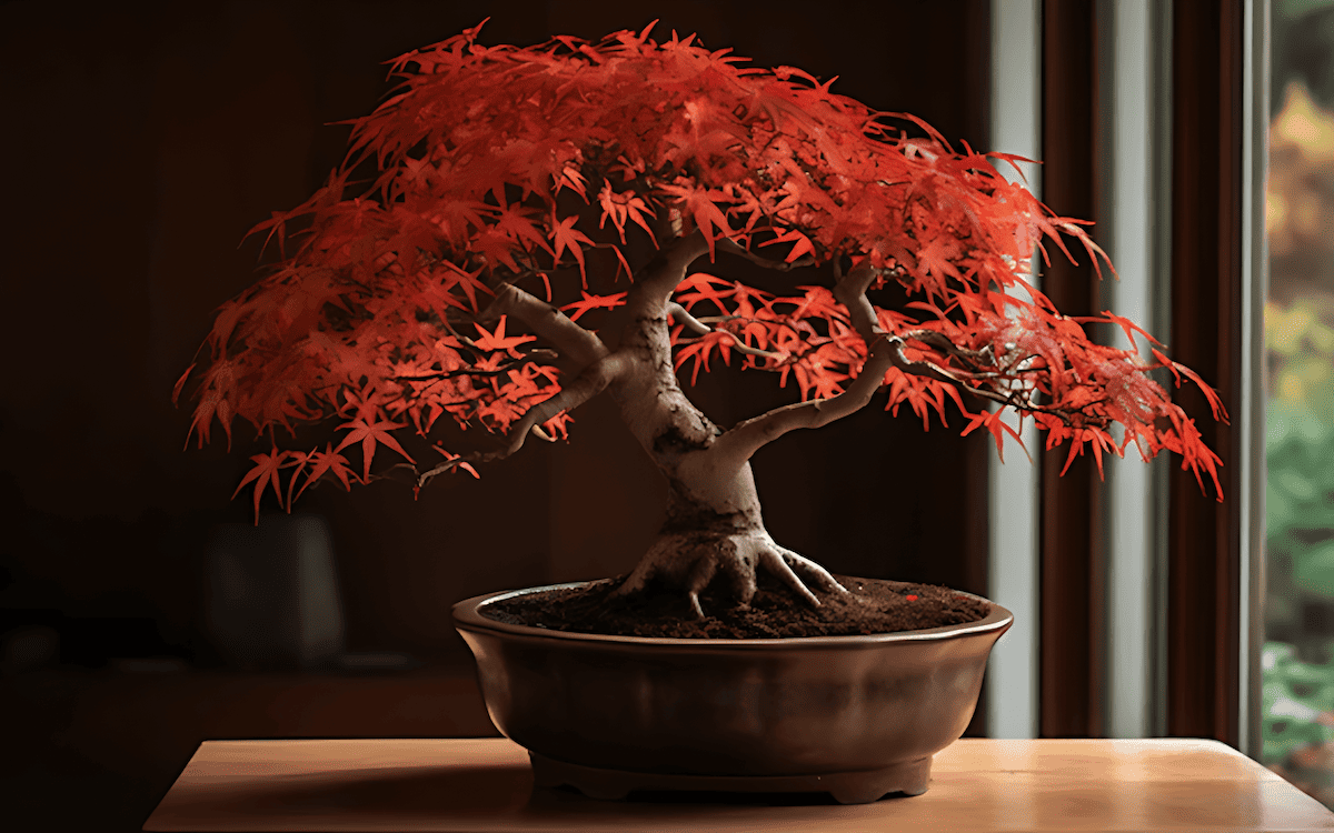 Japanese maple bonsai showing fine branching and seasonal color