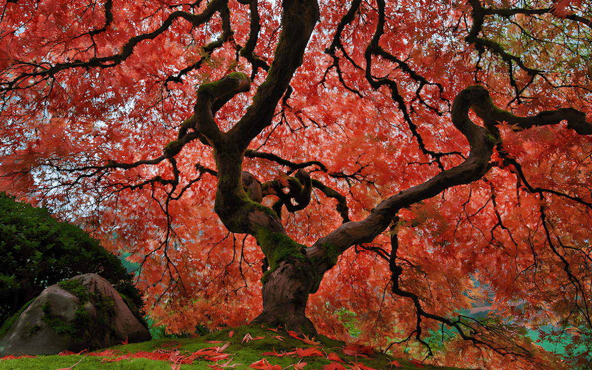 unique leaf and branching of a Japanese maple tree