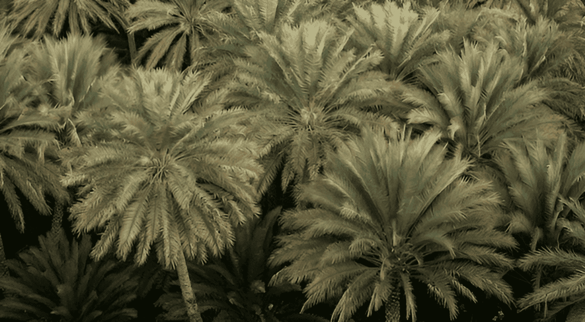 ancient palm tree brought back to life