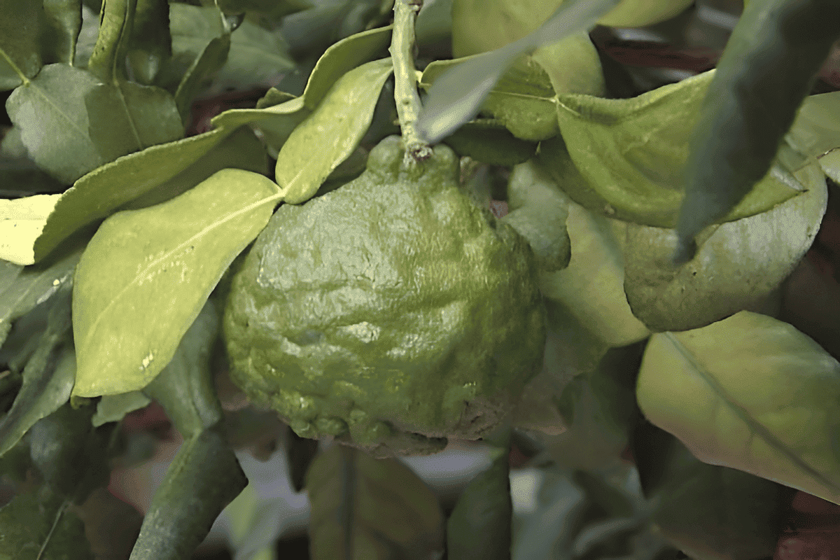 Kaffir lime leaves often used in curries soups and stir-fries