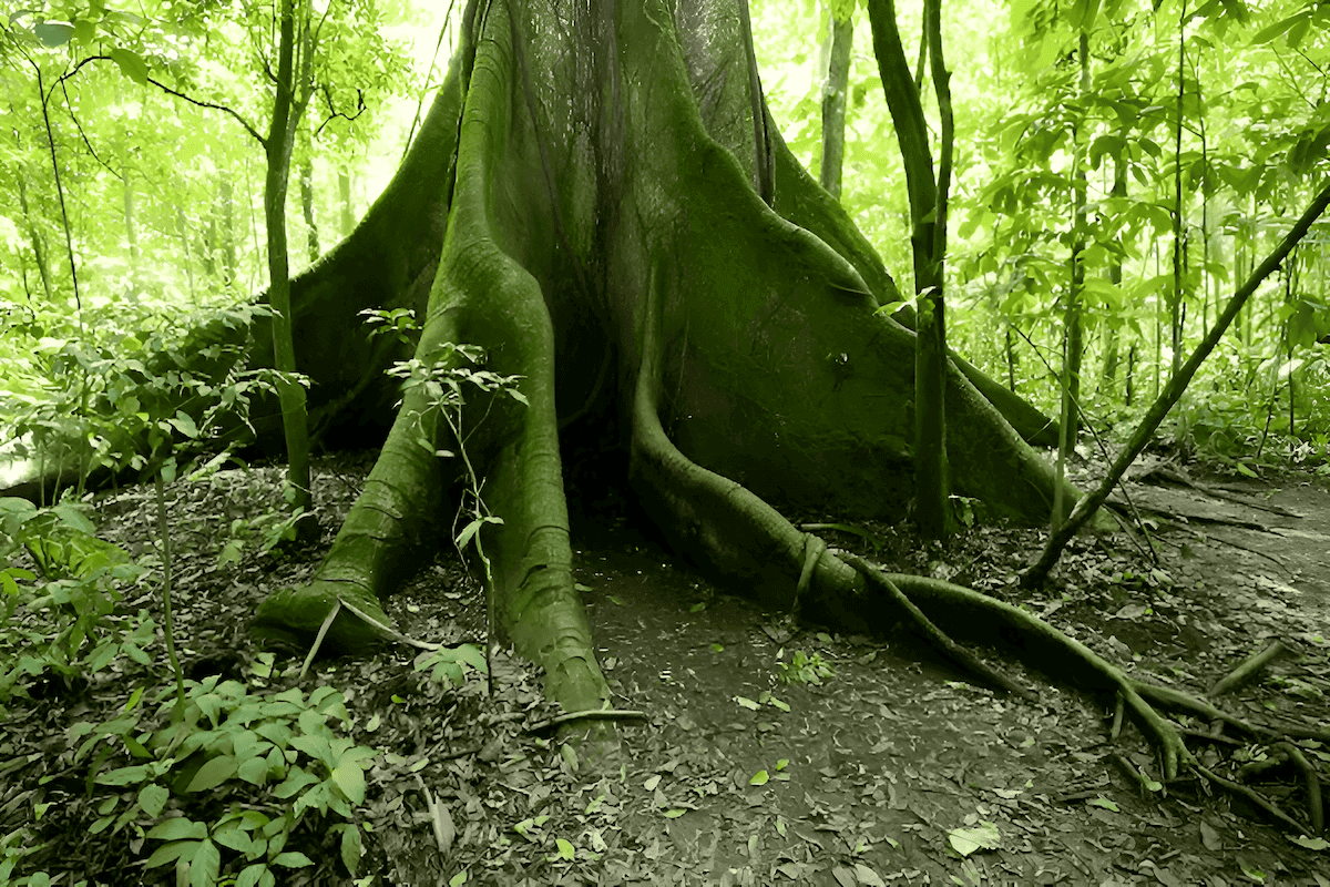 Apok tree buttress roots providing habitat and structural support