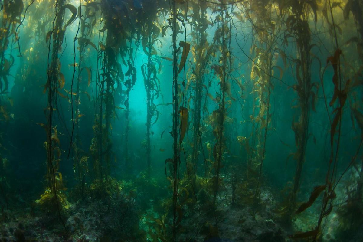 dense underwater kelp forest swaying in the ocean current