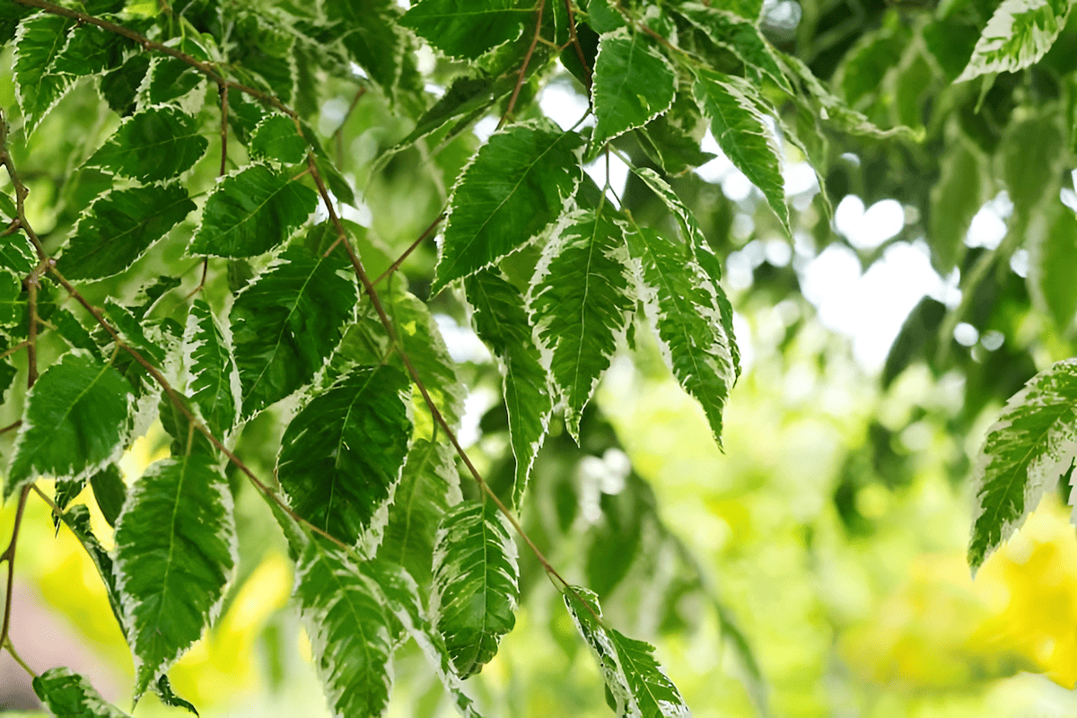 Japanese keyaki tree
