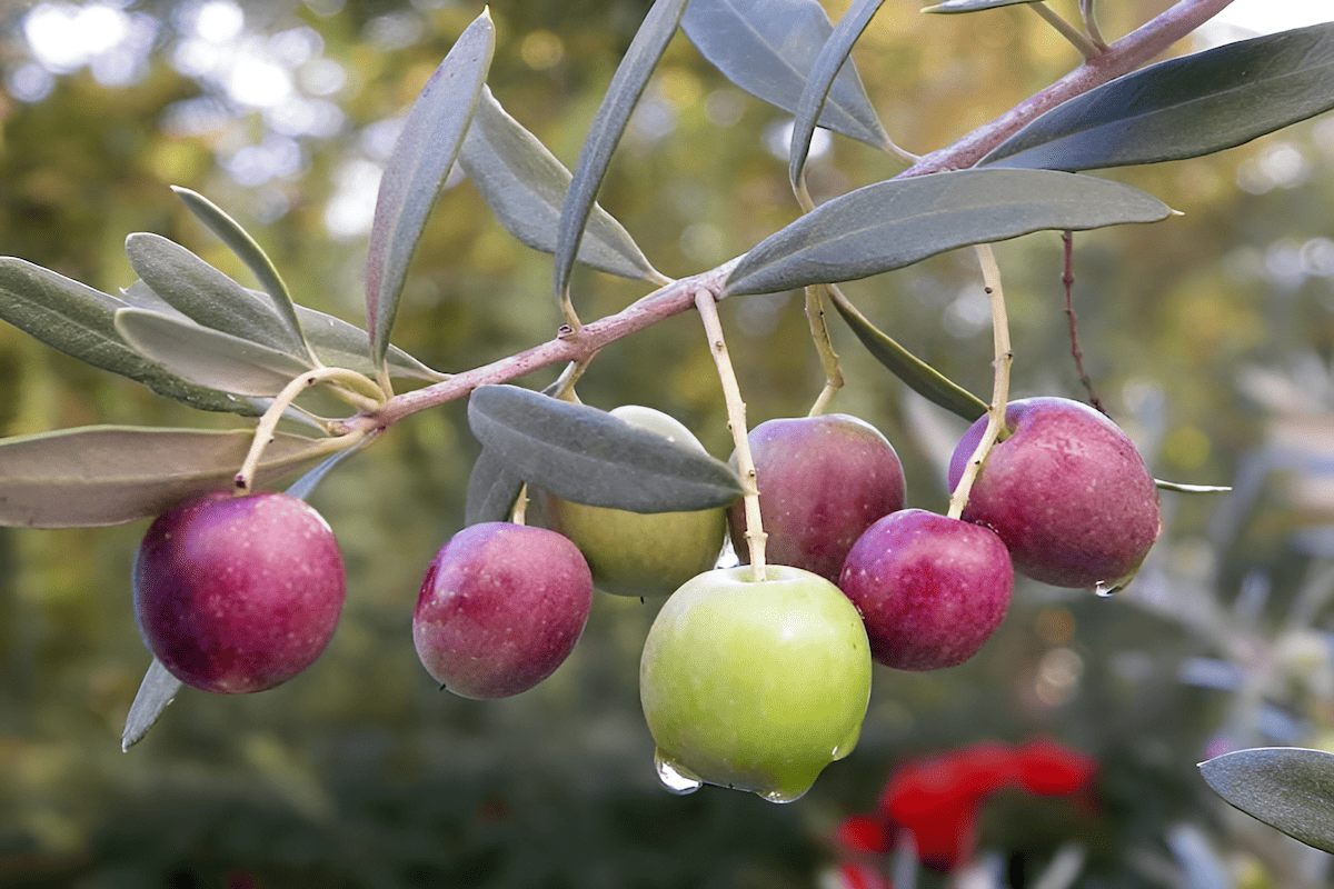 koroneiki olive tree from greece with small green olives
