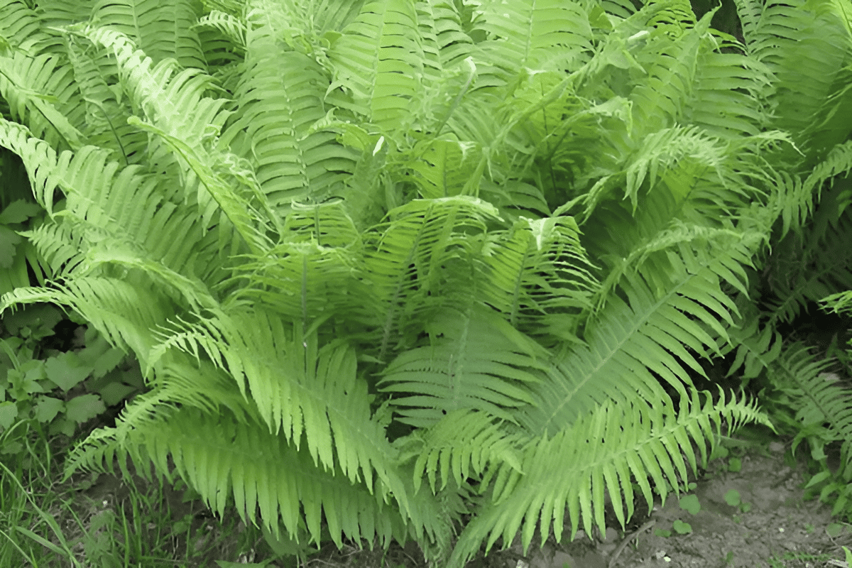 athyrium filix-femina