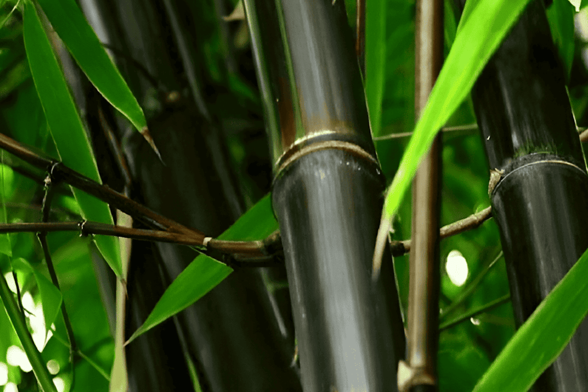 Choosing bamboo as a landscape plant