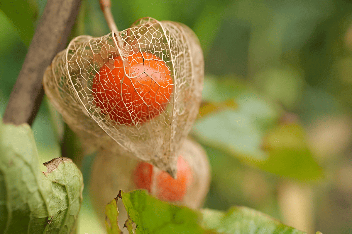 japanese lantern tree
