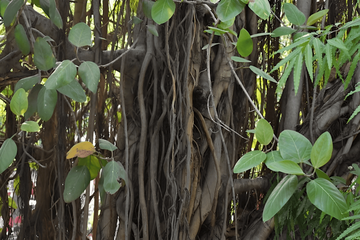 Indian laurel tree providing shade in a park