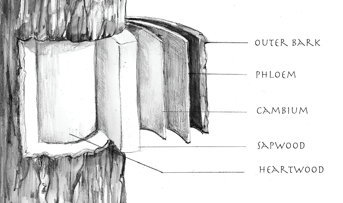 diagram of tree bark layers showing outer bark, inner bark and cambium carrying sugars and nutrients
