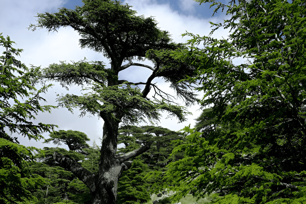 Cedar of Lebanon trees growing in the Taurus Mountains of Turkey