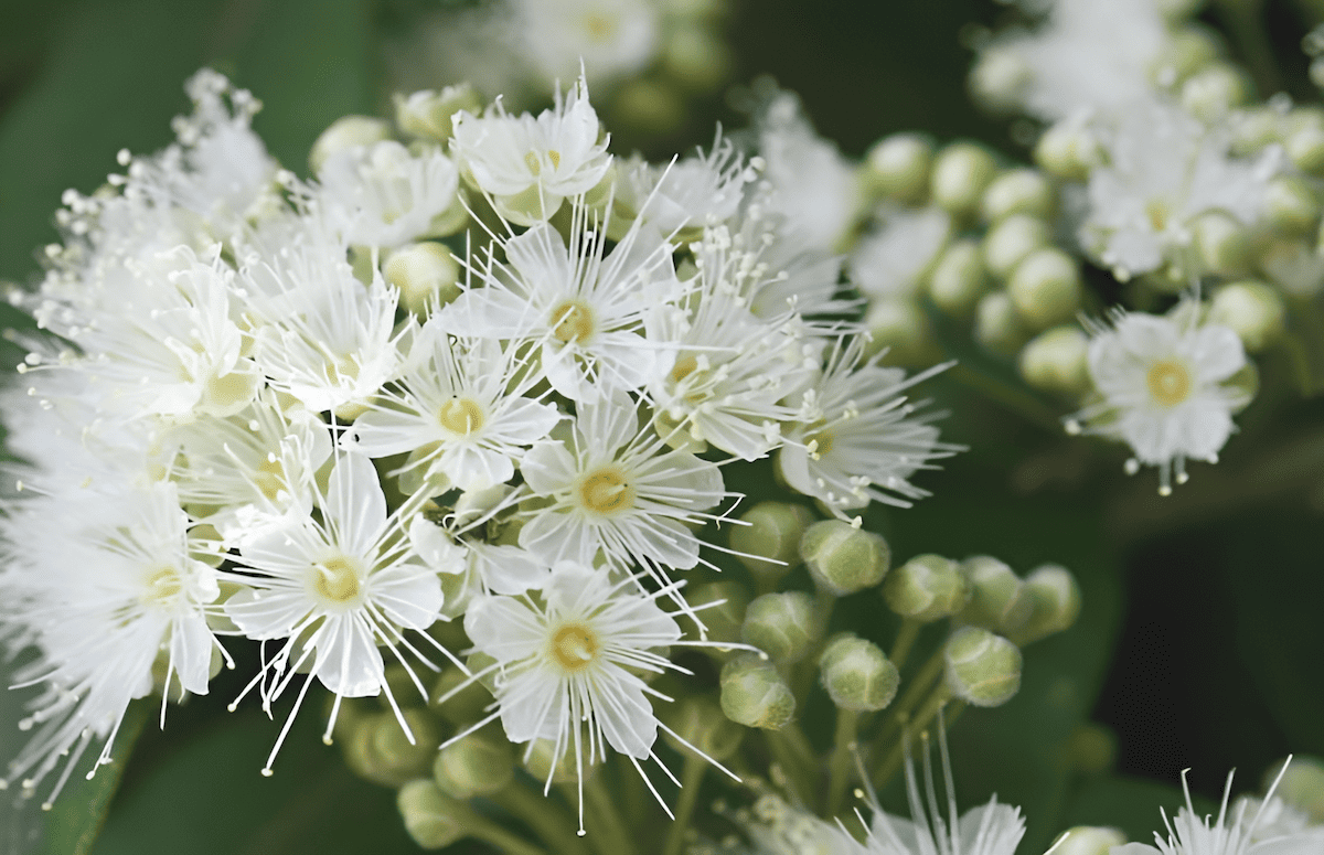 lemon myrtle with aromatic foliage and white flowers
