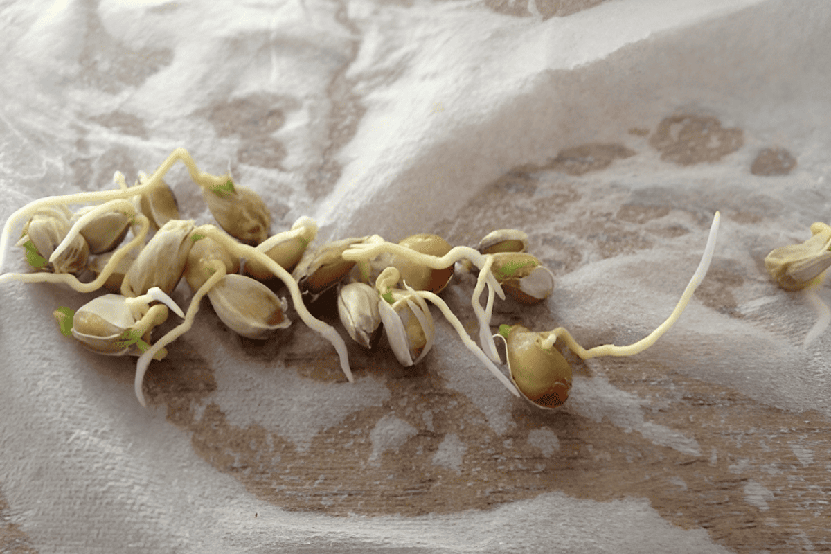 Eureka lemon seeds saved for planting new citrus trees