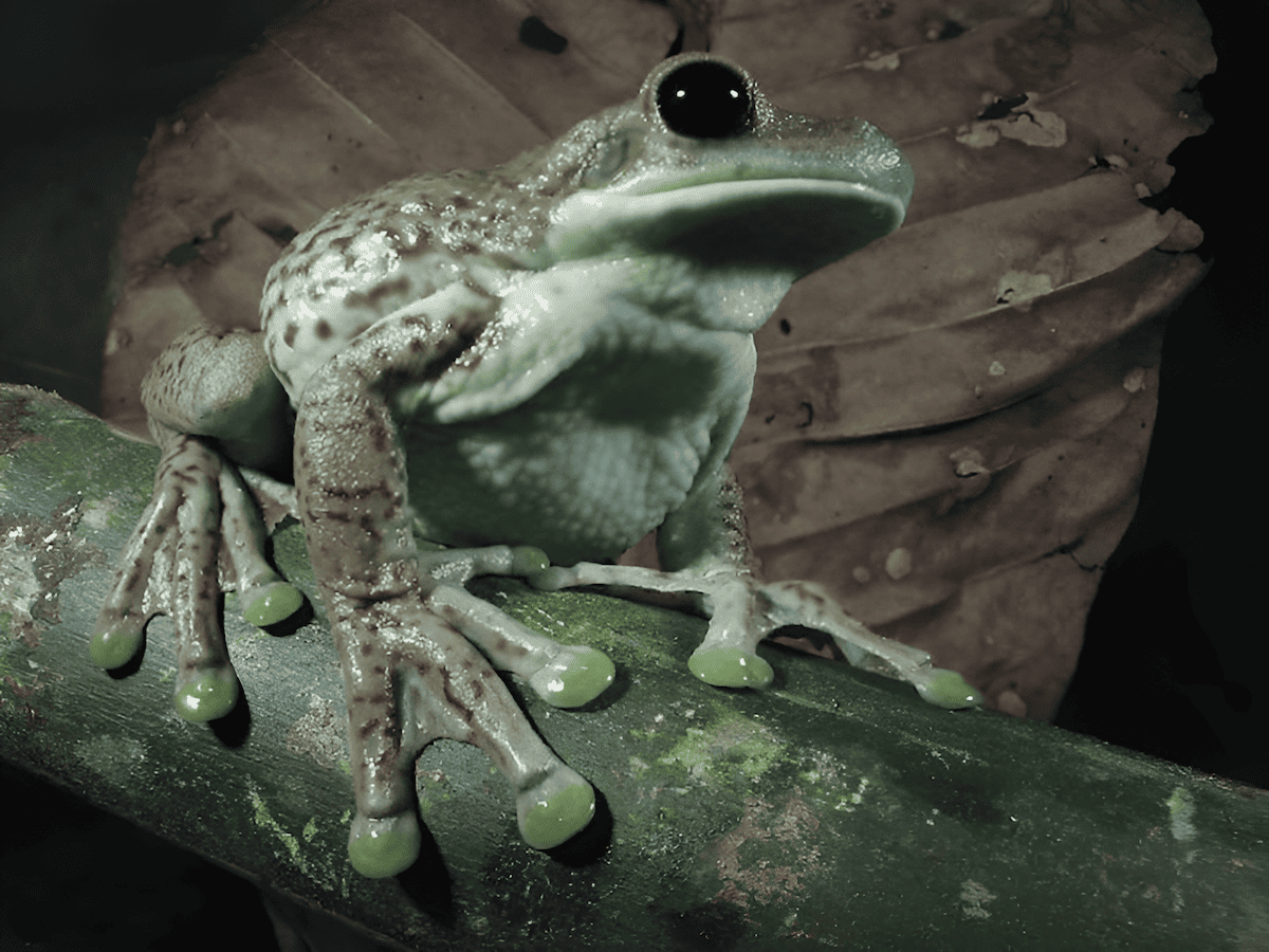 Amazonian frog resting on a giant water lily leaf in the Amazon rainforest