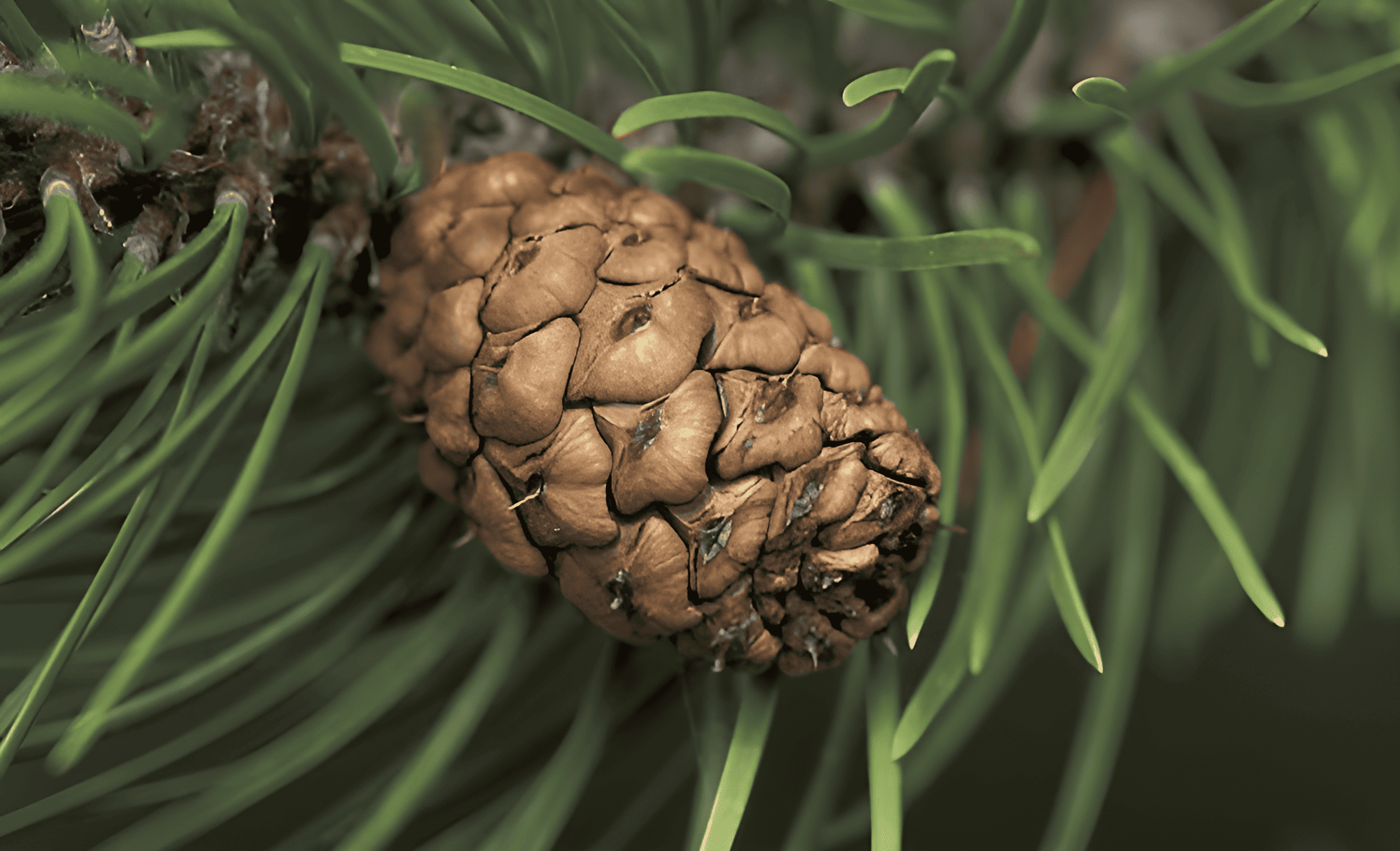 loblolly pine cone and long needles from a southern pine tree