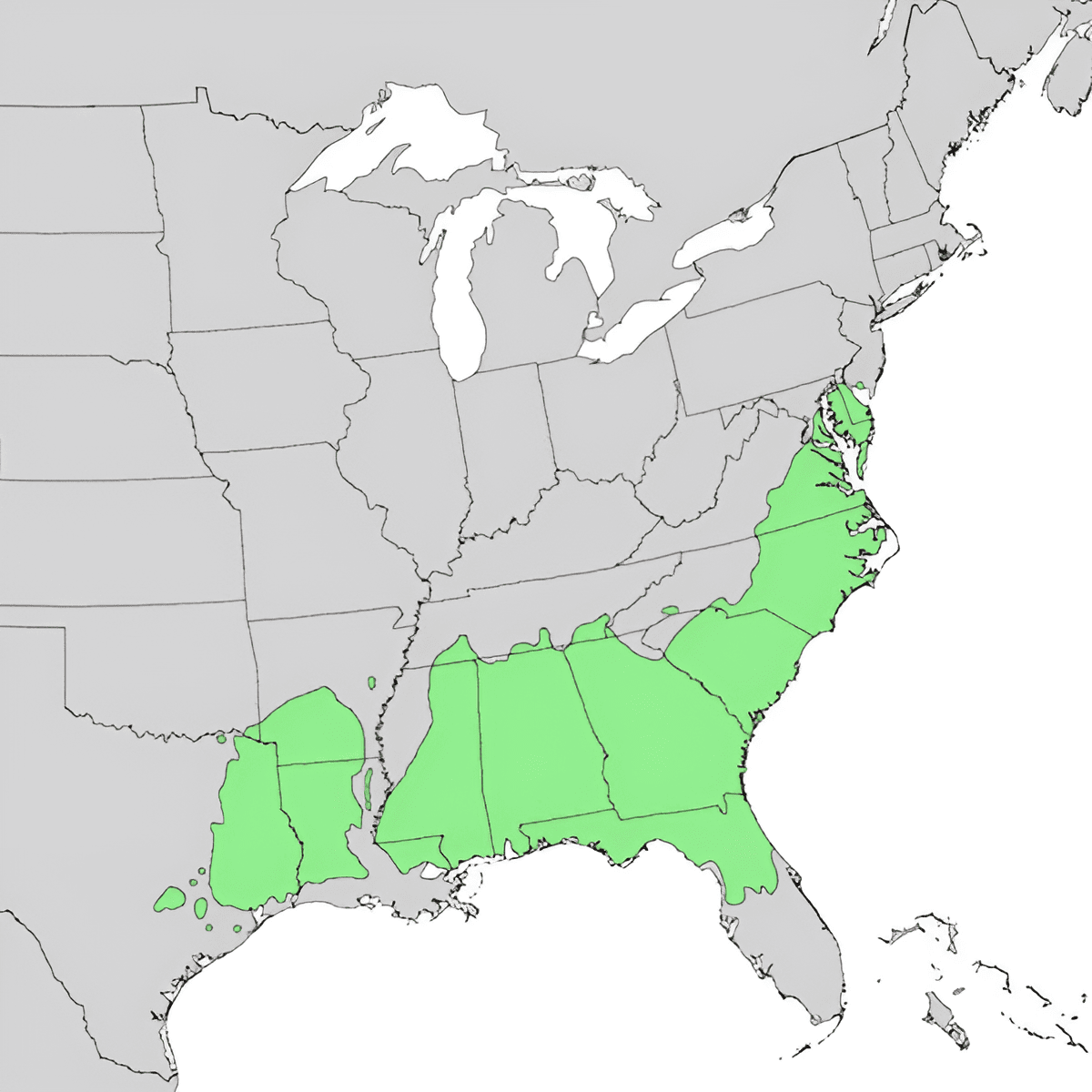 loblolly pine growing zones georgia and florida