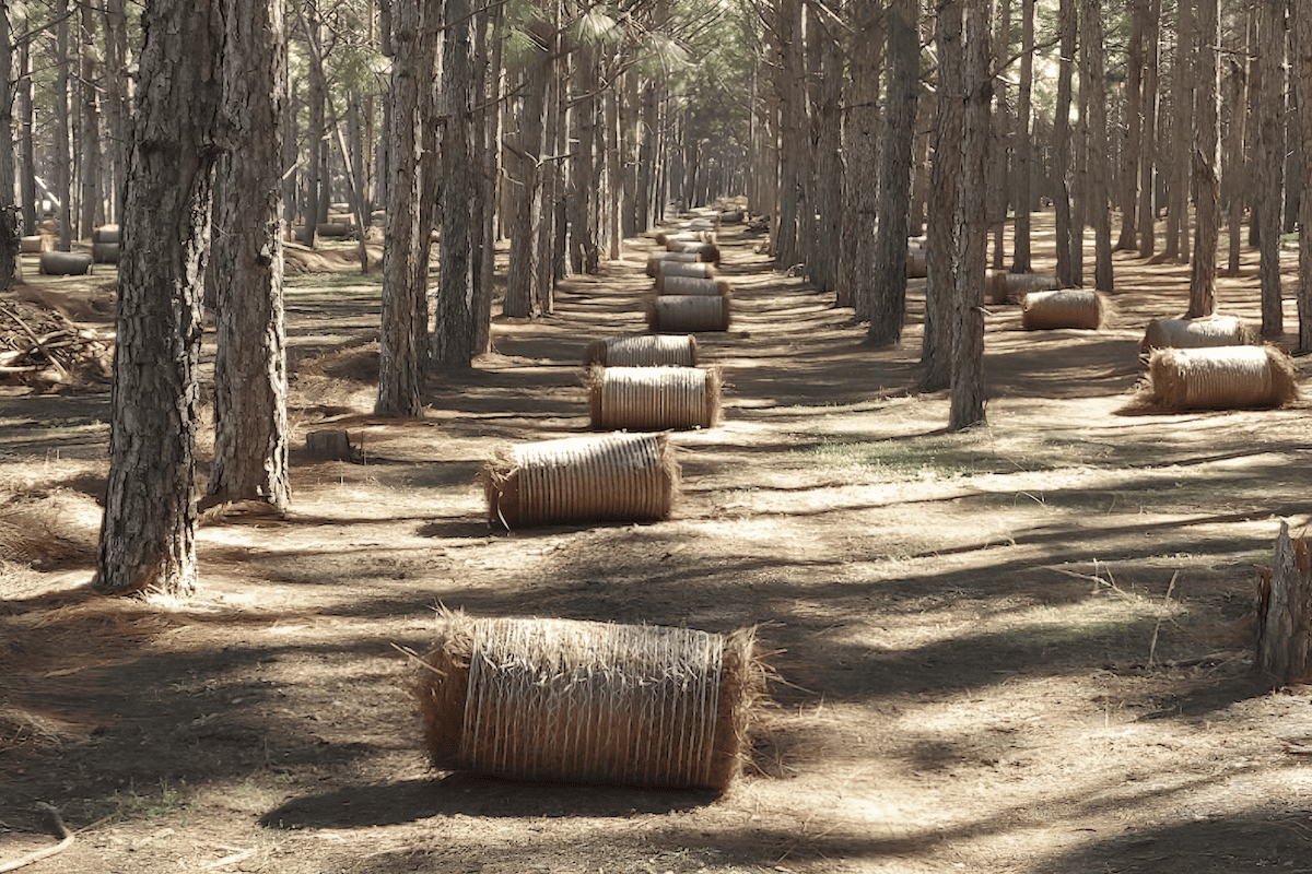 the most widely used pine straw - lobolly pine straw