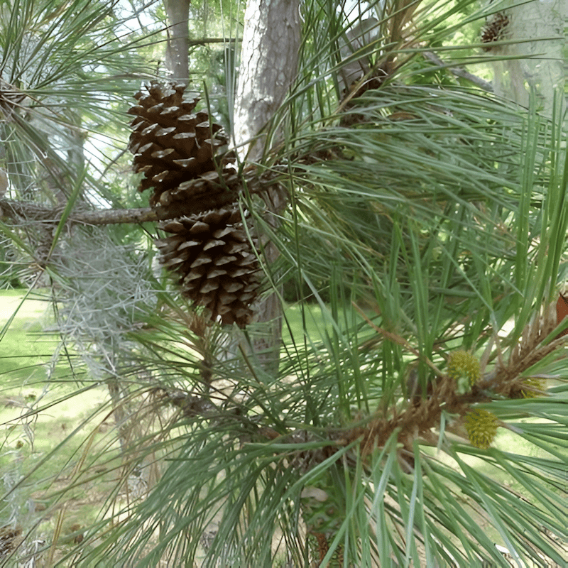georgia loblolly pine trees