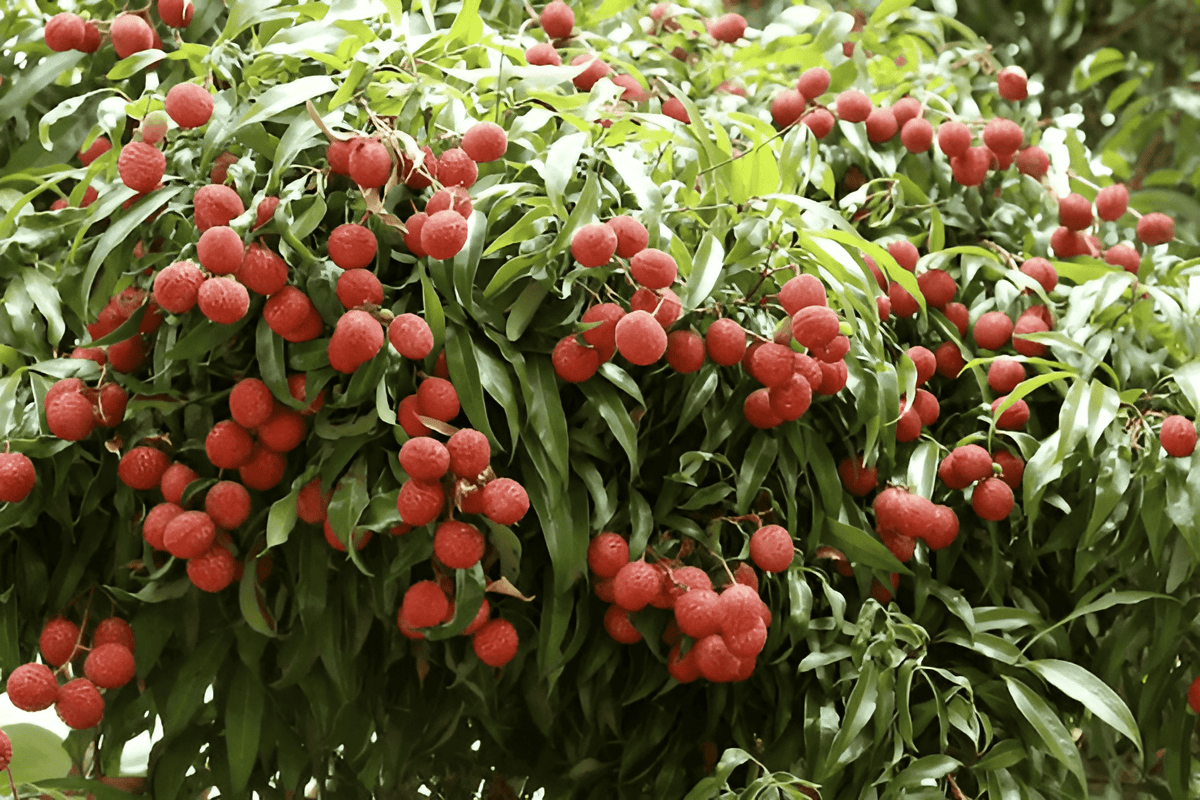 lychee nut grove