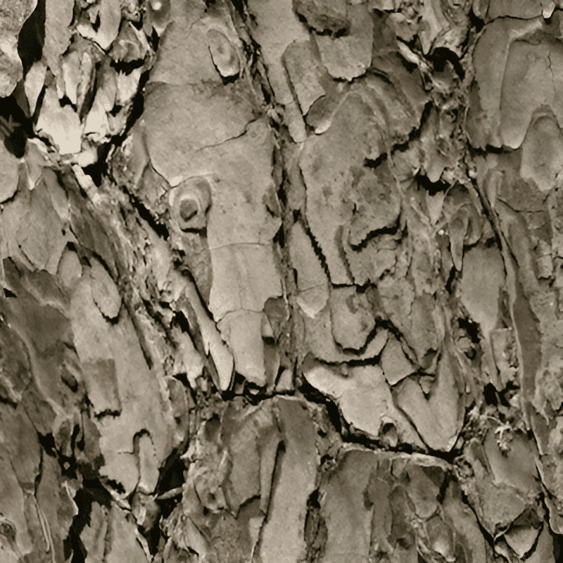 bark of a mahogany tree