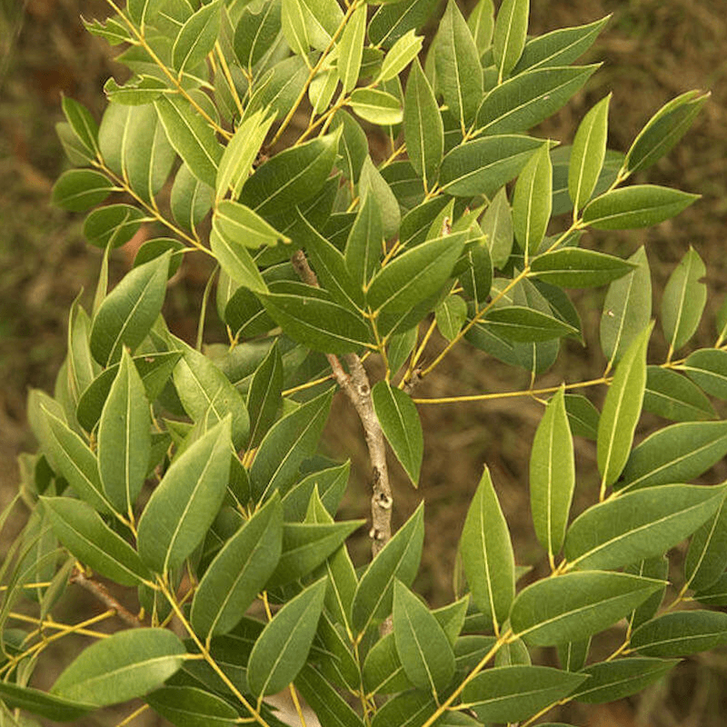 mahogany tree identification