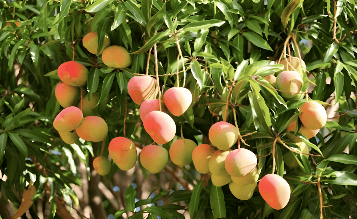 tropical mango trees with ripe fruit