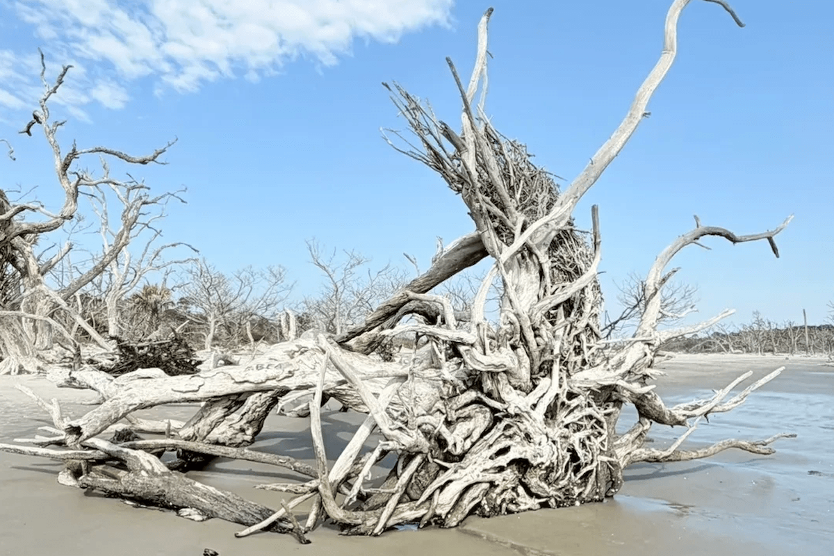 Mangrove driftwood root system on coastal beach showing twisted prop roots and weathered saltwater wood