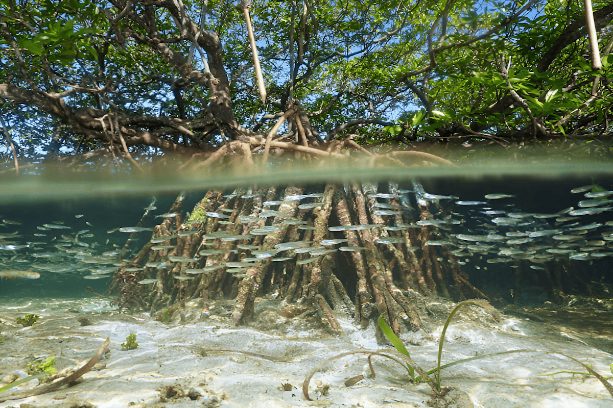 underwater root system of a mangrove forest serving as a fish nursery