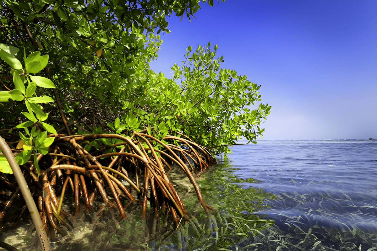 buttonwood and mangrove trees in a tropical swamp