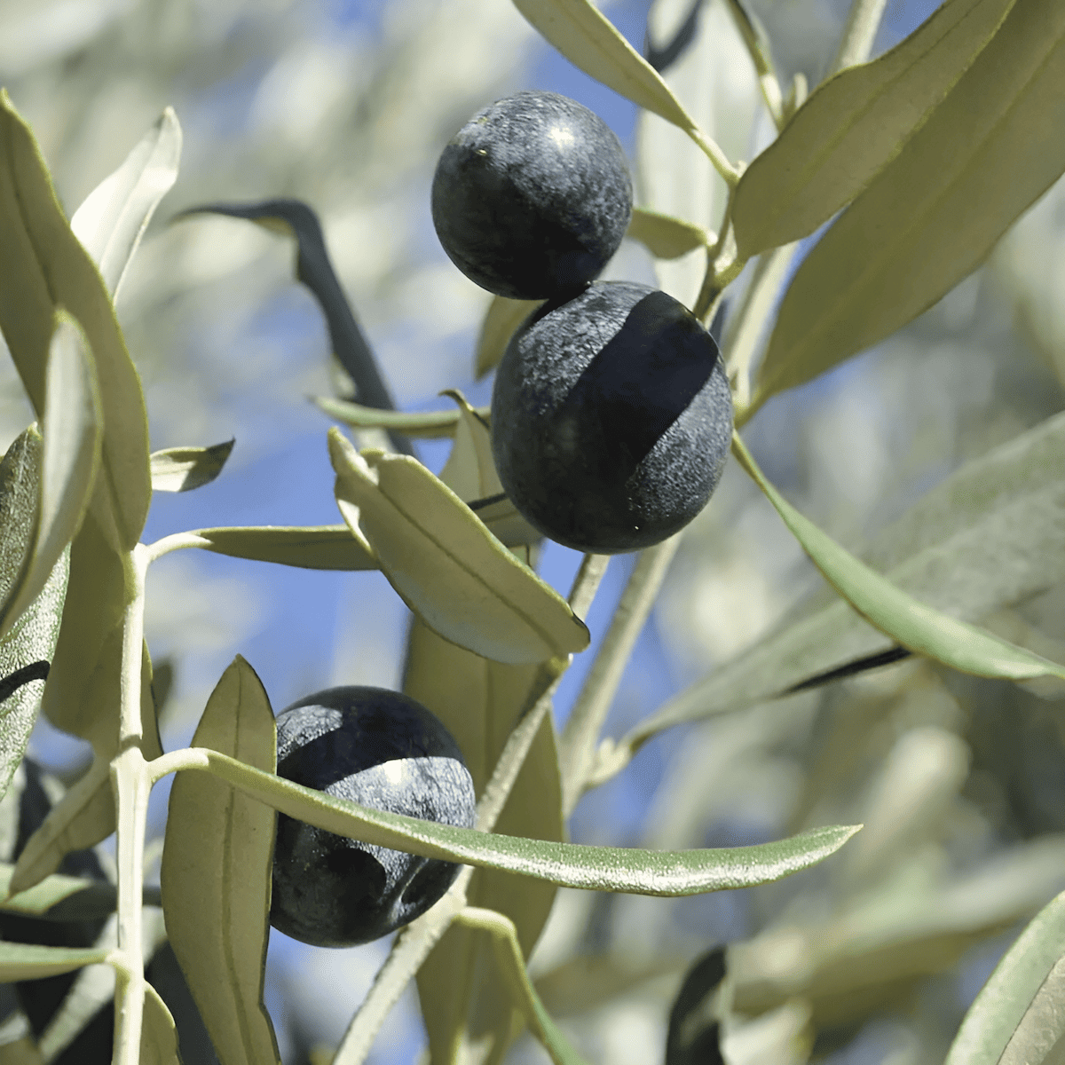 manzanilla olive tree with green olives ready for harvest