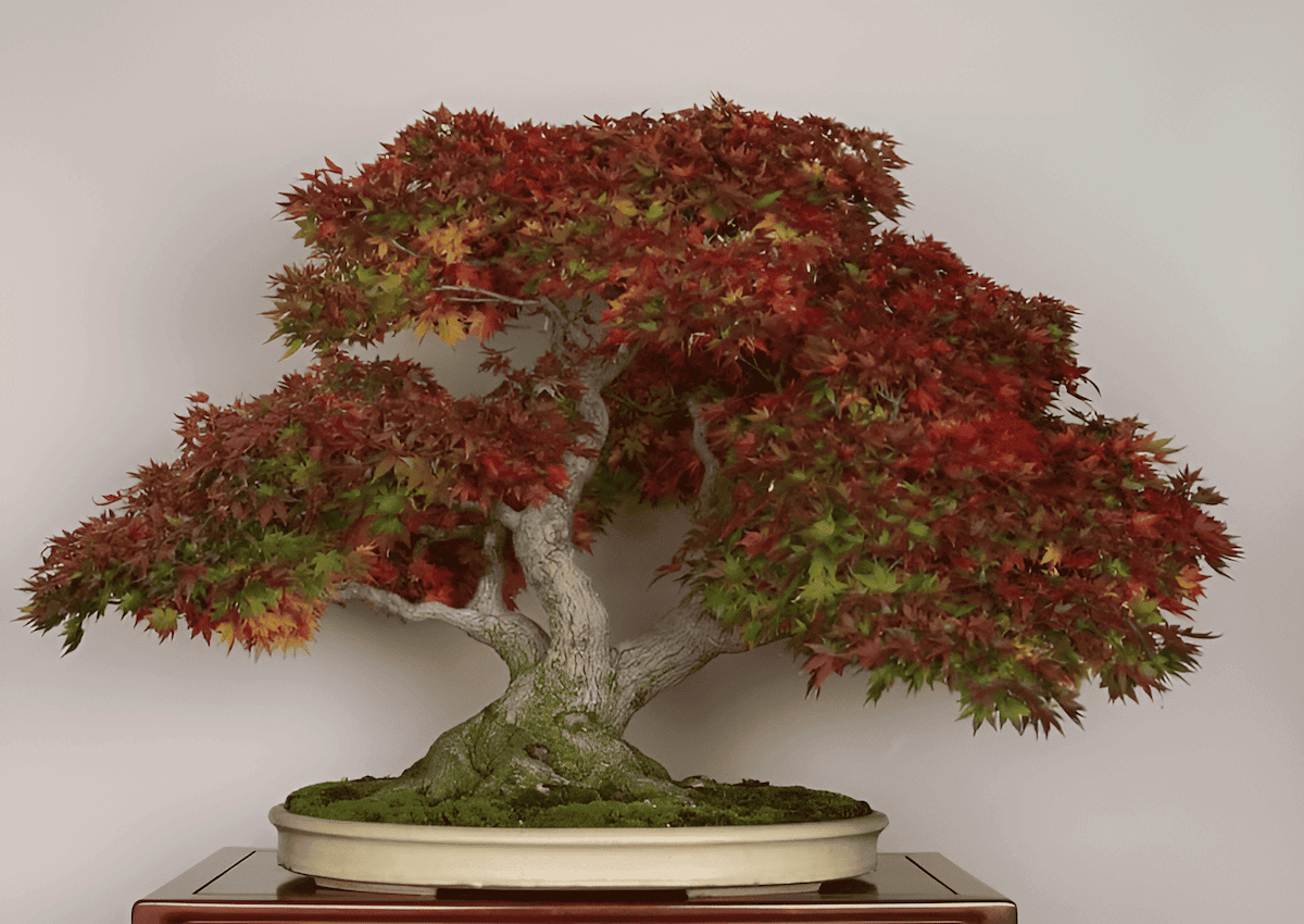 Maple bonsai tree