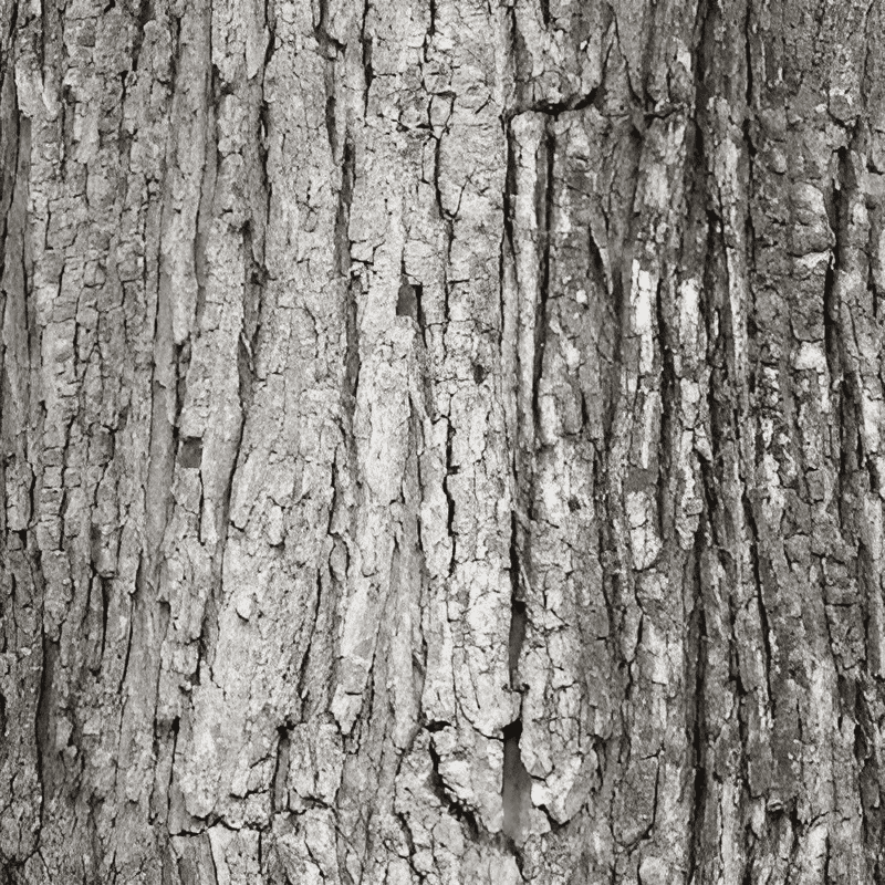 rough bark of a mature maple tree