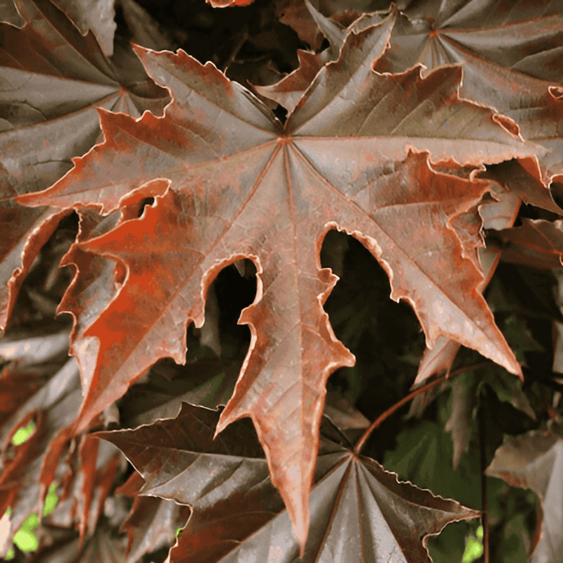 maple tree branch with green leaves
