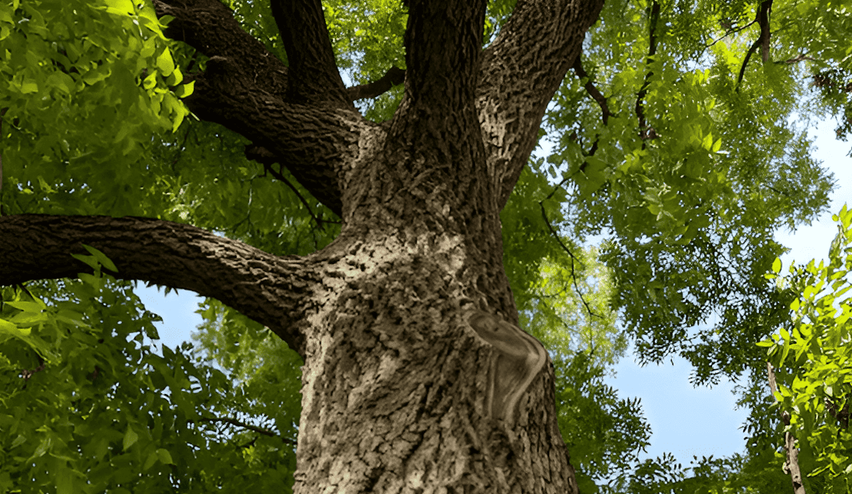 how to grow black walnut from nut to tree