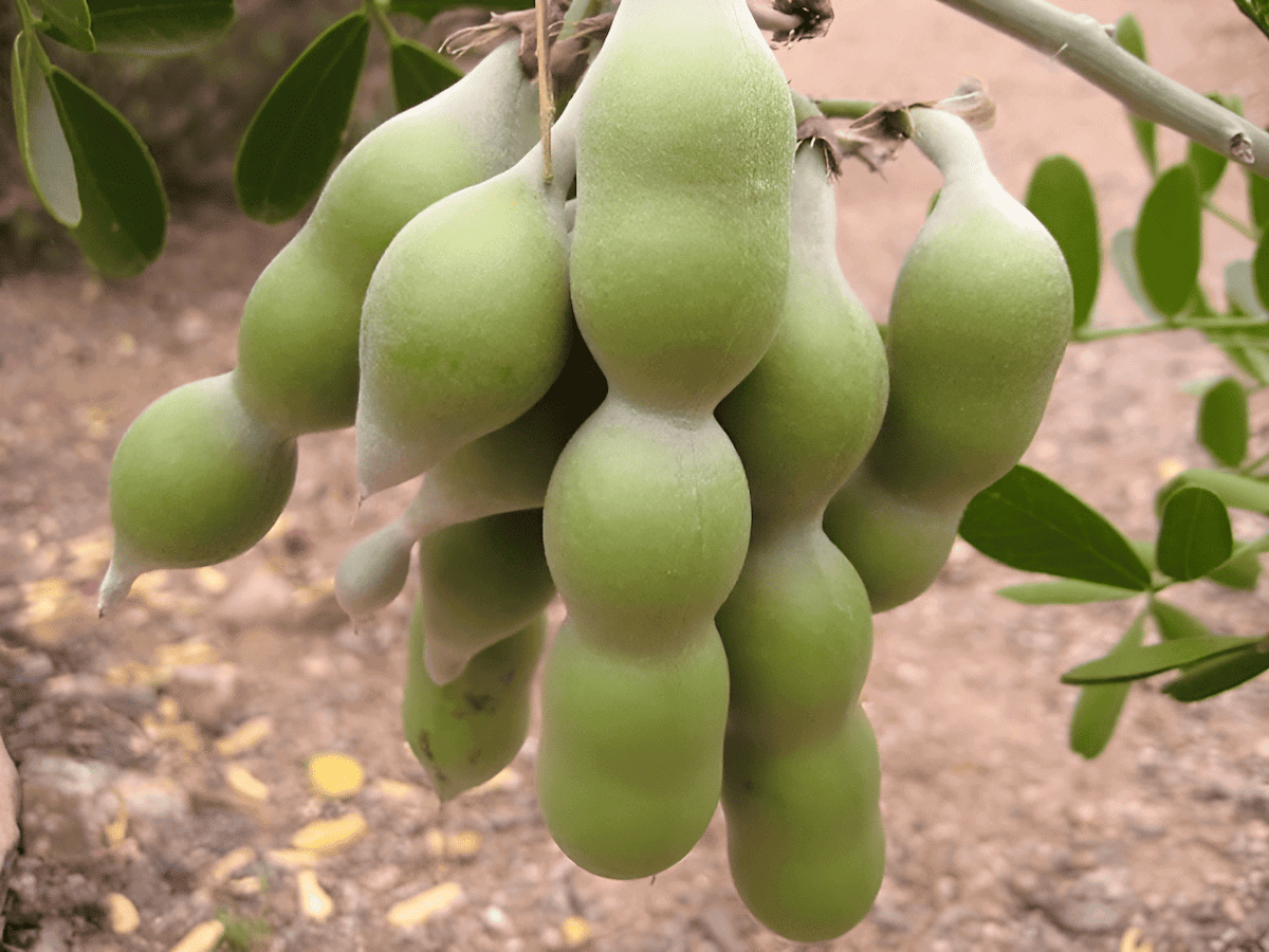 Mescal beans from the Texas mountain laurel