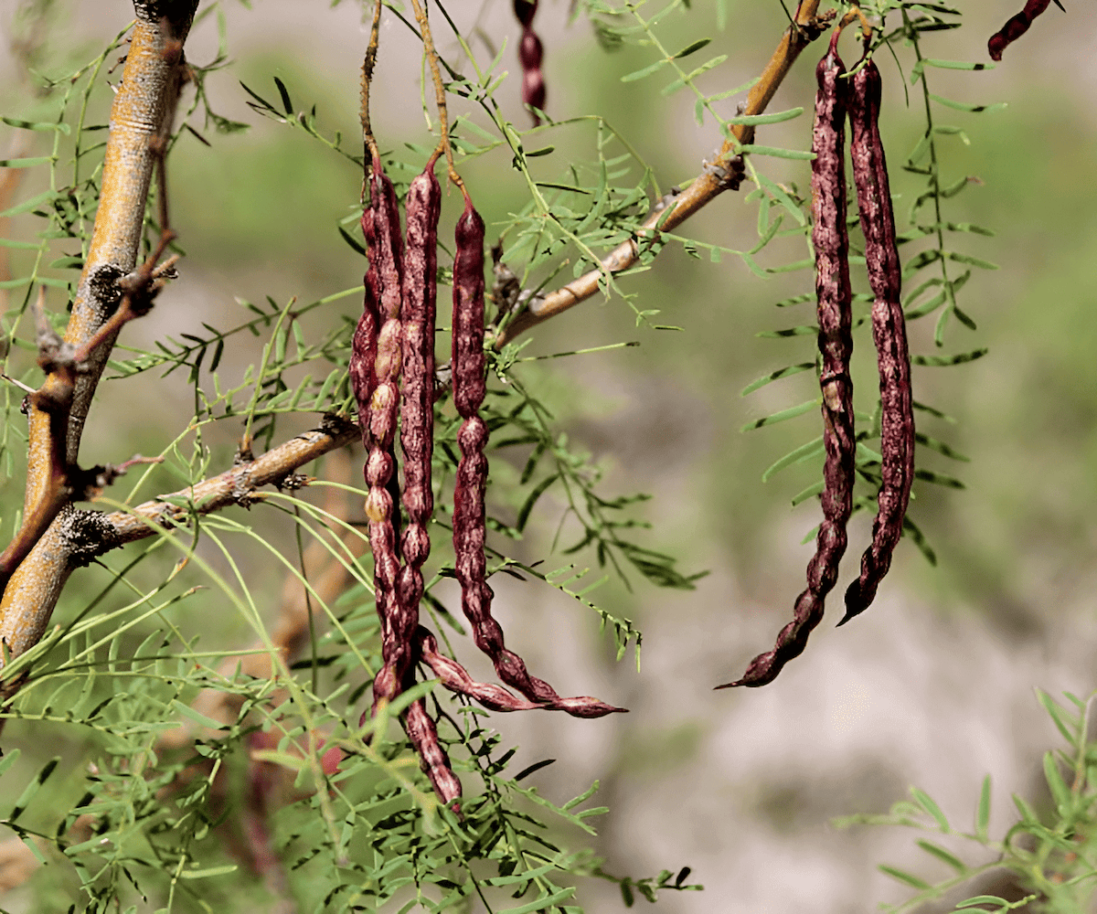Mesquite, a drought-tolerant tree that provides shade and edible pods